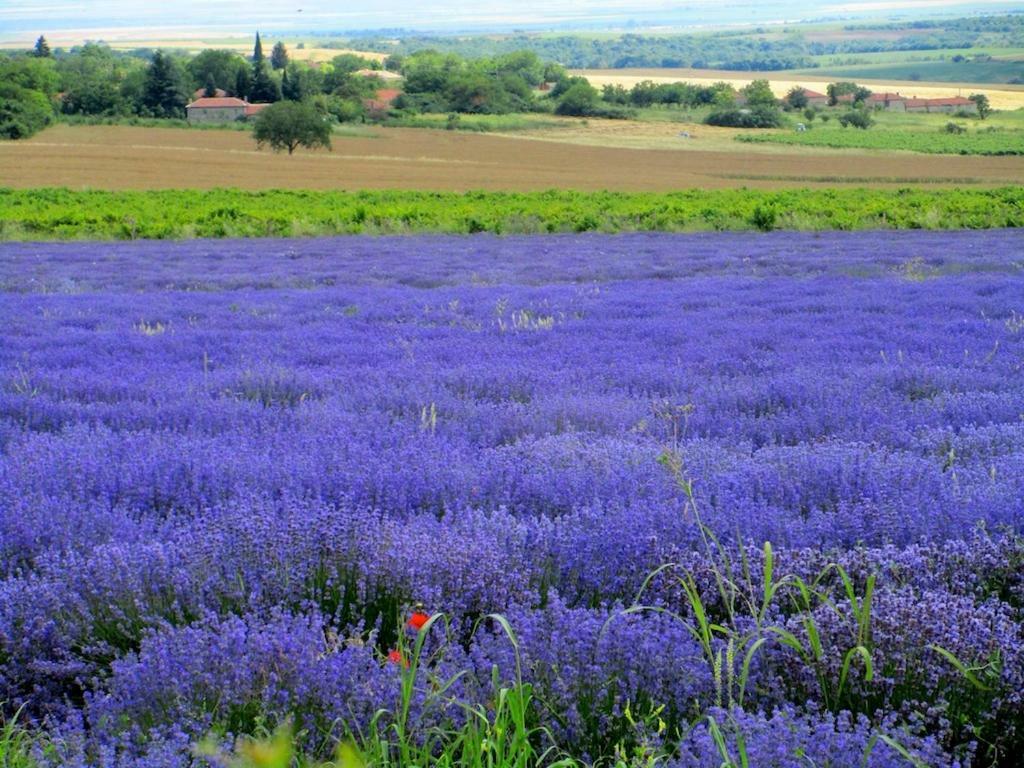 Lavender Lodge Rupkite المظهر الخارجي الصورة